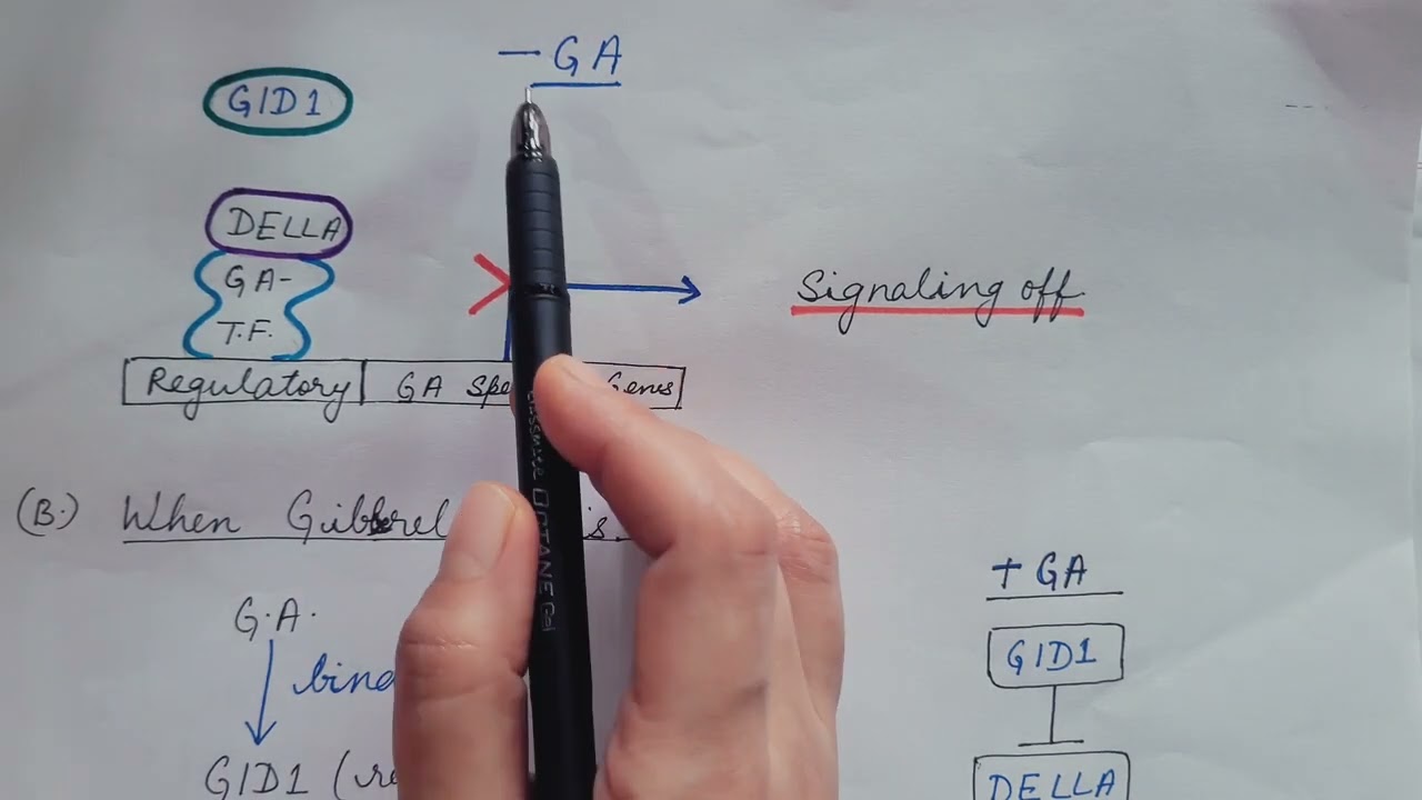 Gibberellin Signaling Pathway. Plant Physiology.