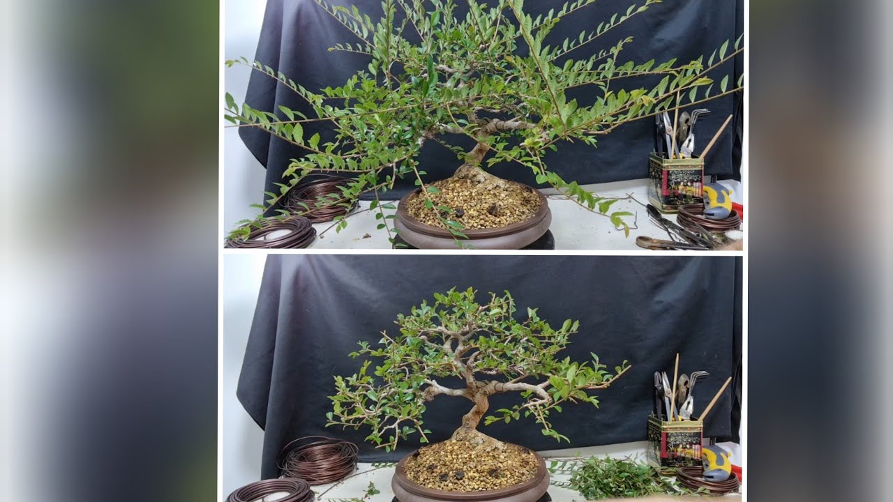 diferencia entre poda,defoliado y pinzado en este gran Olmo chino