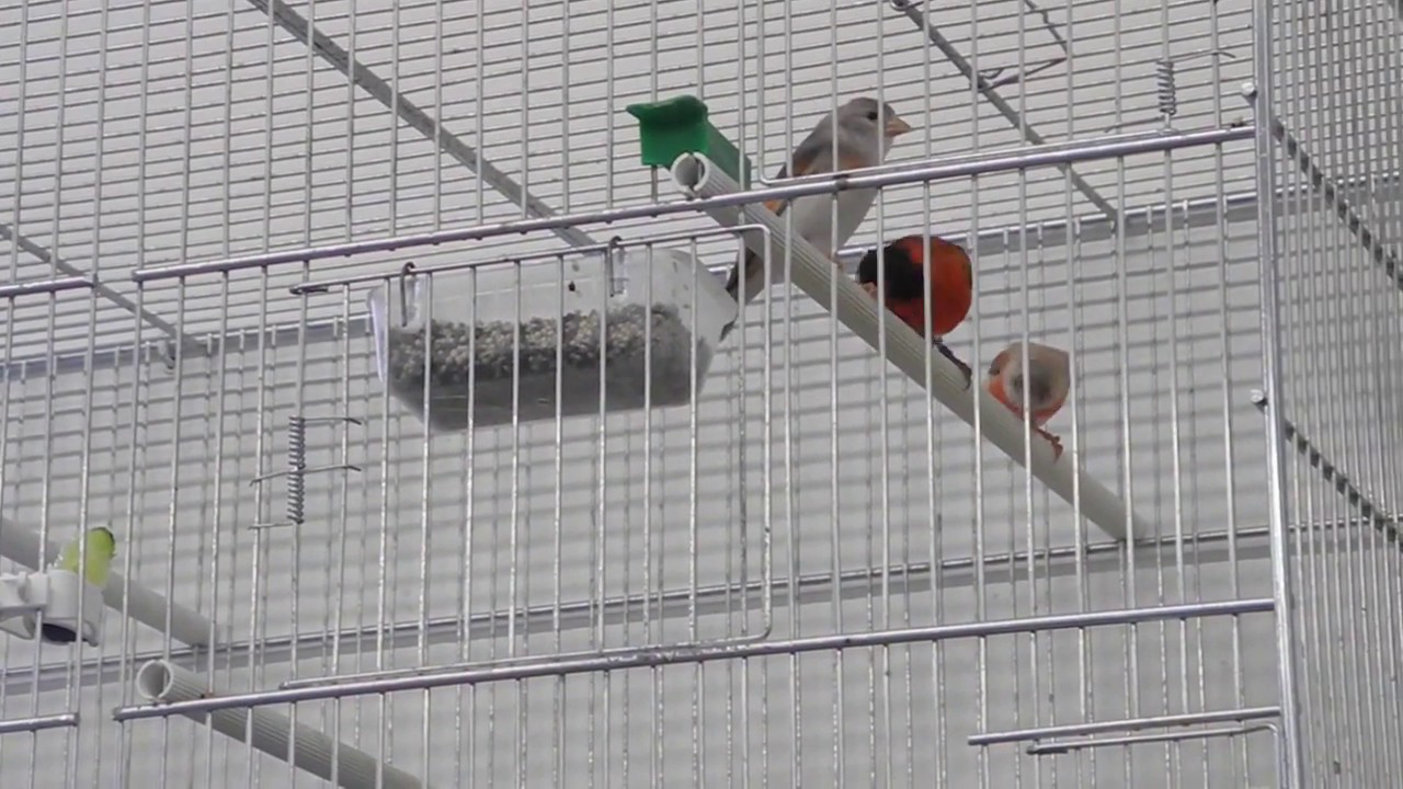 Cardinalini mutati 1 - Red siskins mutation