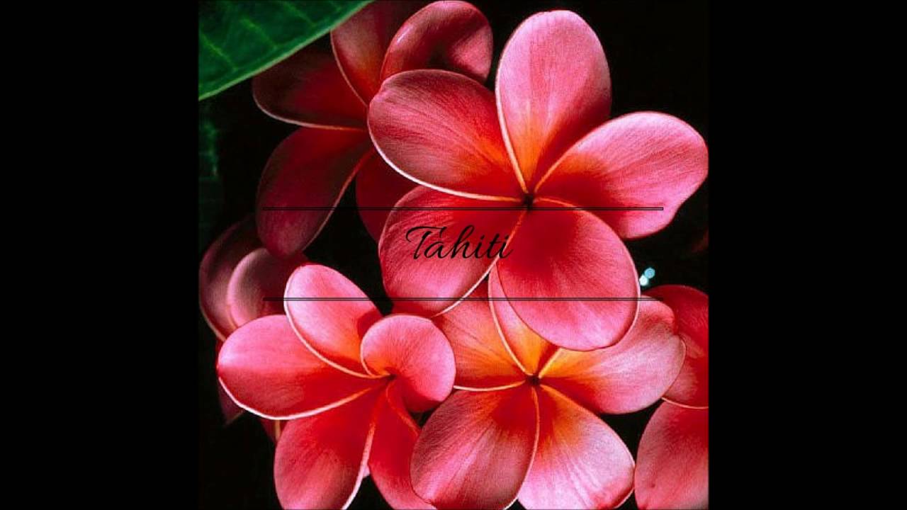 MATAHI [Tahiti]