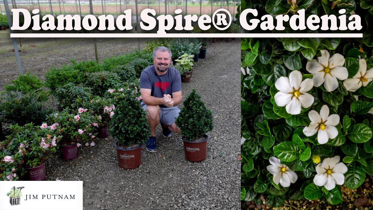 Diamond Spire® Gardenia - New Plant Alert - Fragrant Flowers