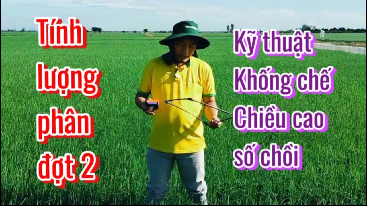 Chia sẻ 4: tính lượng phân đợt 2 khi lúa 20-25 ngày