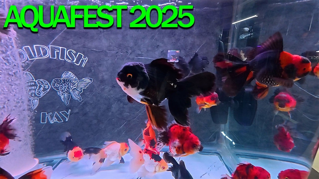 AQUAFEST 2025 LO MEJOR DEL ACUARISMO |