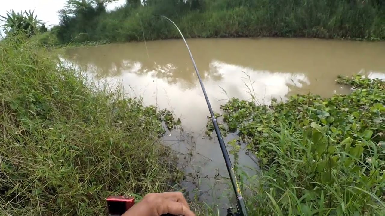 Mancing ikan betok/betik di sungai