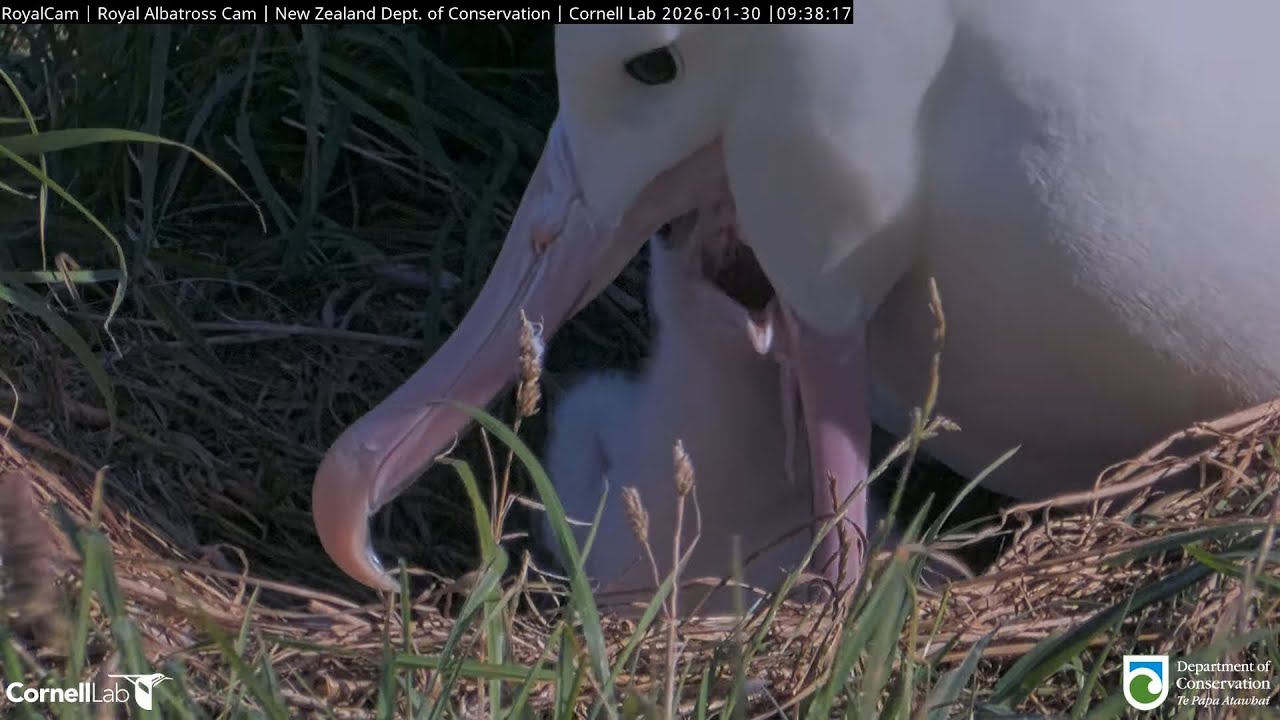 26.01.30 Royal Albatross Cam - 早餐時間 Breakfast Time