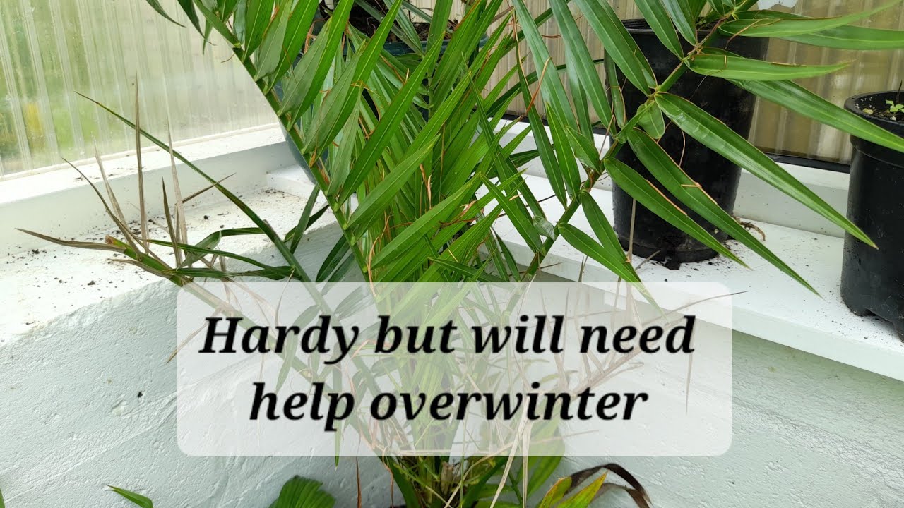 How to overwinter your new hardy palm