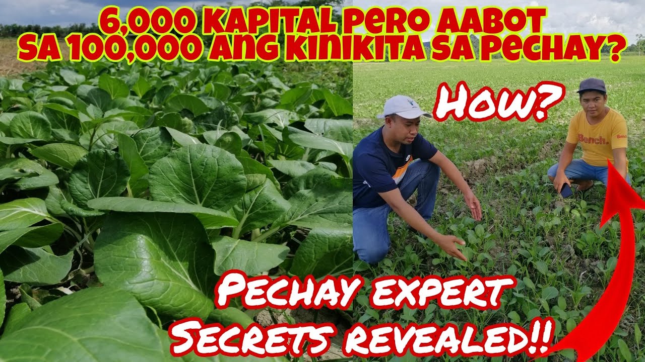 Gaano Kalaki ang Kita sa 1/4 Hectar na Pechay Farming?