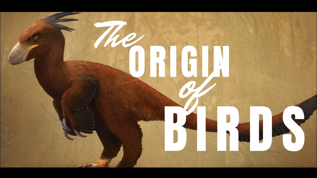 The Origin of Birds & Flight ~ Dr CORWIN SULLIVAN