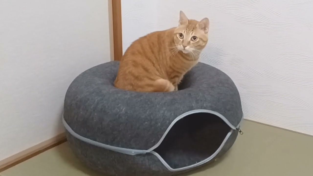Видеообзор японской кошки, использующей «пончики» [Кахва, коричневая полосатая кошка].