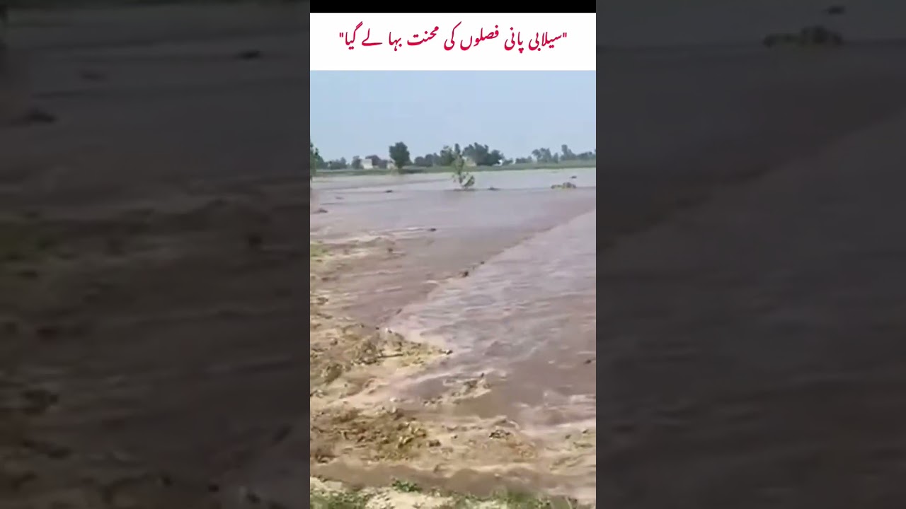 River water turned into a curse.#RiverWater#CropDamage #FloodDisaster#FarmersLoss #AgricultureCrisis