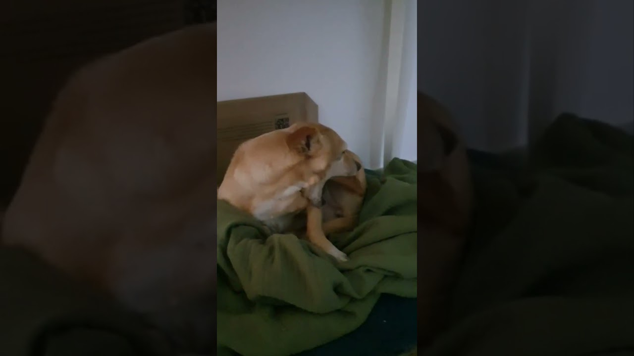 Dog/Собака🐕🐾🐾 #собака #doglife #dogs #dog #dogvideos #суперсобака #собаки 