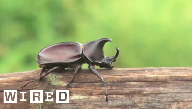 The Biggest Bro of the Insect Kingdom: The Rhino Beetle | WIRED