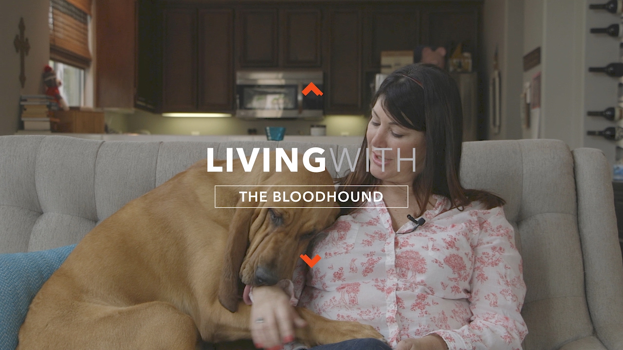 ALL ABOUT LIVING WITH BLOODHOUNDS