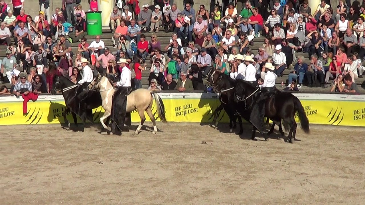 Paso Finos an der OLMA 2017