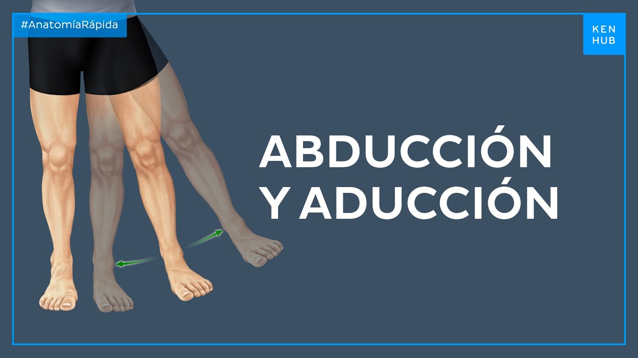 Abducci&oacute;n y aducci&oacute;n - Anatom&iacute;a F&aacute;cil | Kenhub