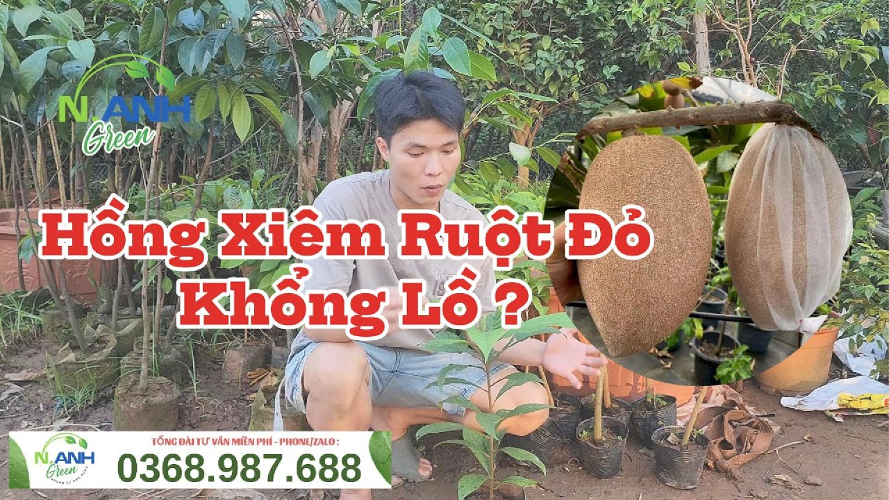 Đừng Mua Giống Hồng Xiêm Ruột Đỏ Khổng Lồ TRƯỚC KHI XEM VIDEO NÀY!