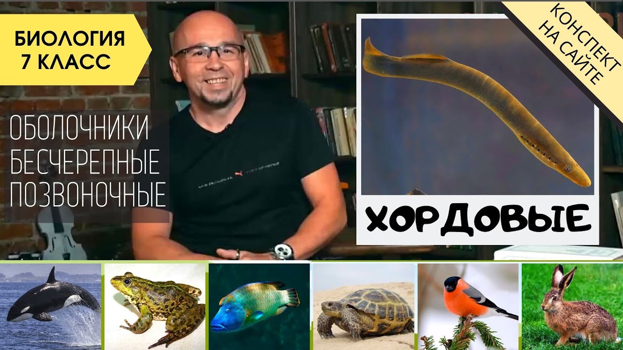Тип Хордовые. Биология 7 класс. Характеристика. Ланцетник, позвоночные животные, примитивные формы