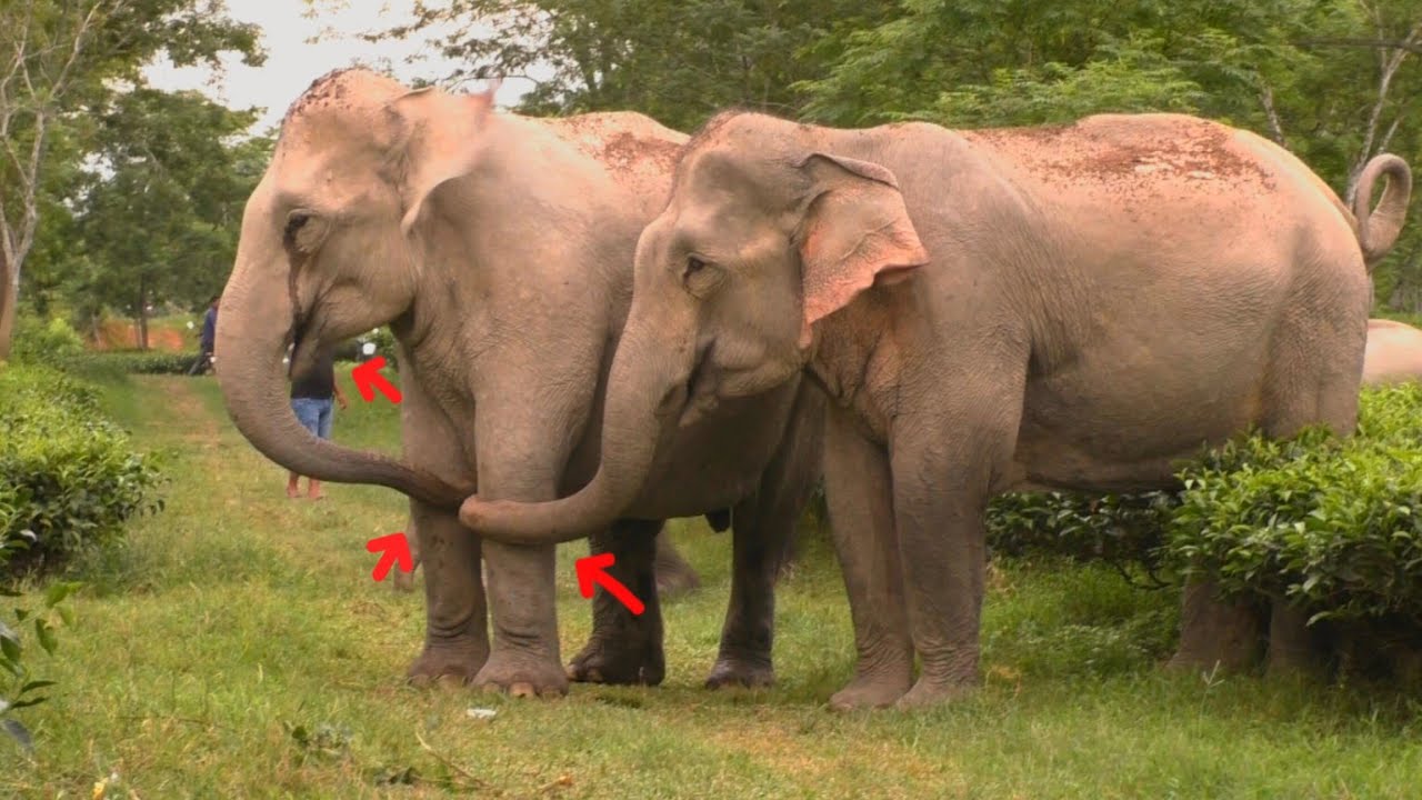 February 19, 2026 #assam #animals #wildlife #viralvideo 
