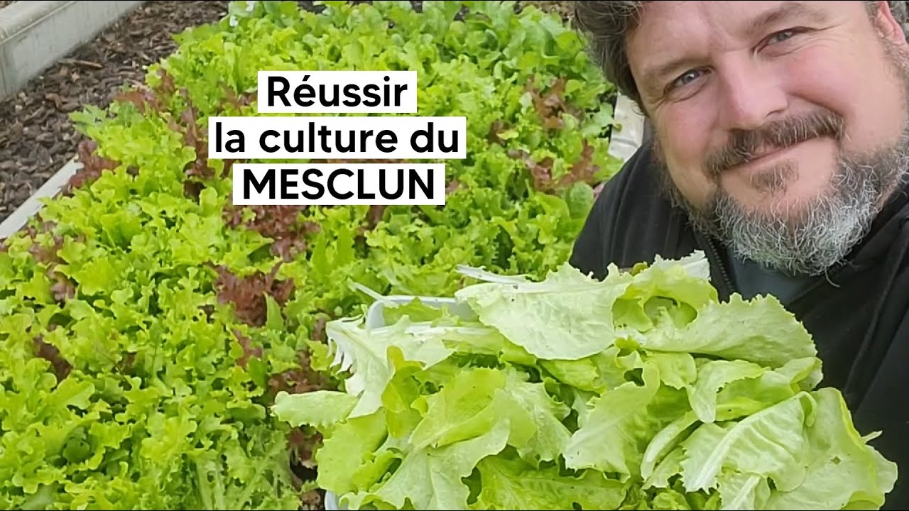 Comment réussir la culture du MESCLUN 🥬 『TUTO』