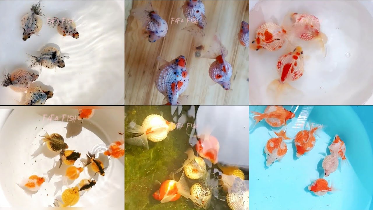 Top Ping Pong Pearl scale Goldfish