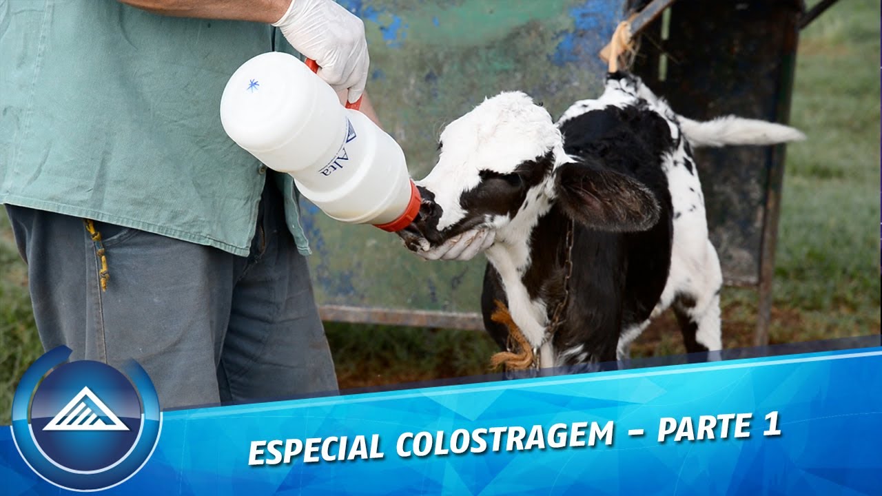 Especial Colostragem - Parte 1