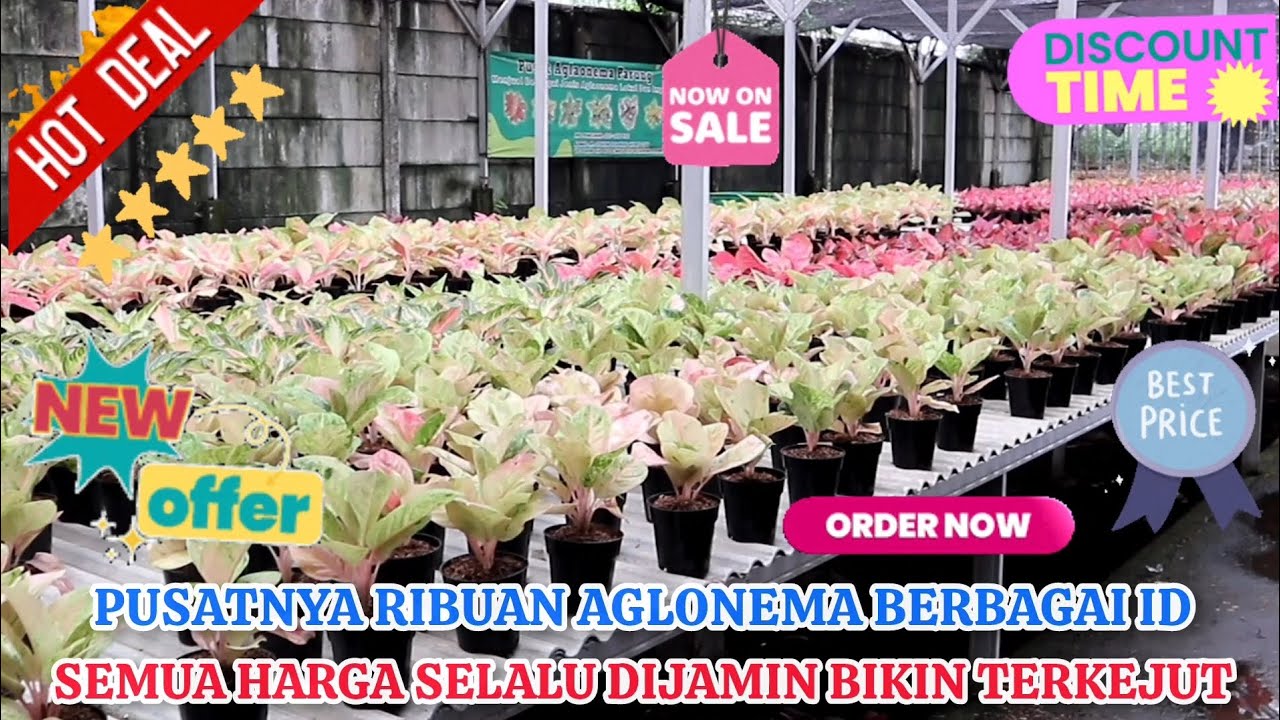 PUSATNYA RIBUAN AGLONEMA ADA DI SINI. DENGAN HARGA ID YANG DIJAMIN SELALU BIKIN TERKEJUT. Eps 1502