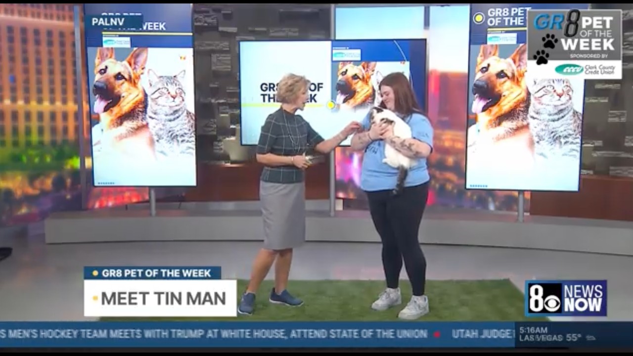 Tin Man: This Week's Gr8 Pet of the Week