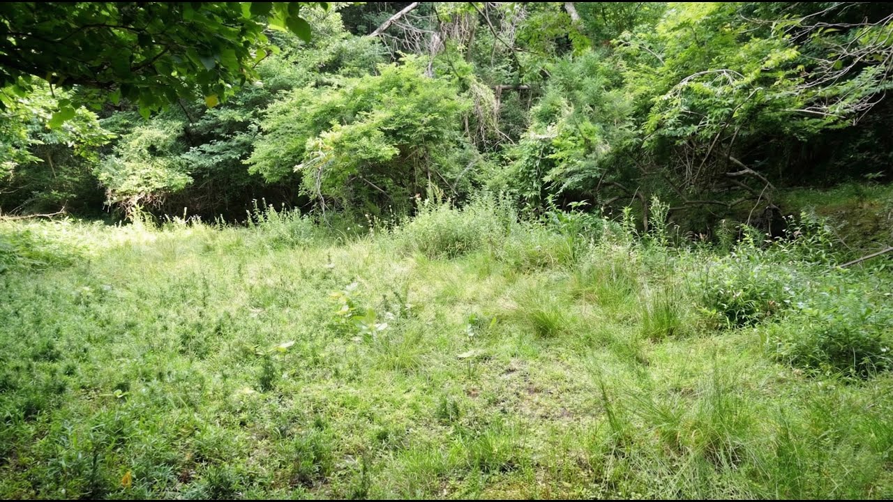 荒地にビオトープを作る