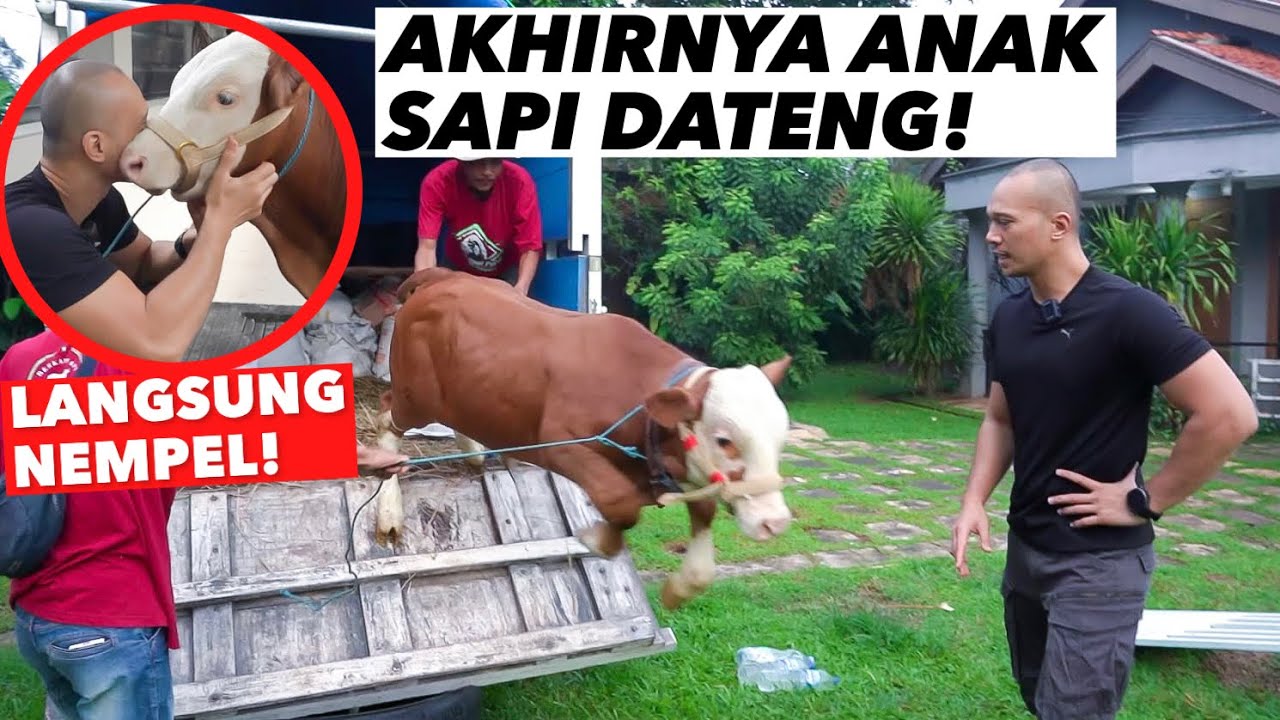 ANAK SAPI THE GOLDEN FAMILY UDAH DATENG!! BAHAGIA BGT 🥰