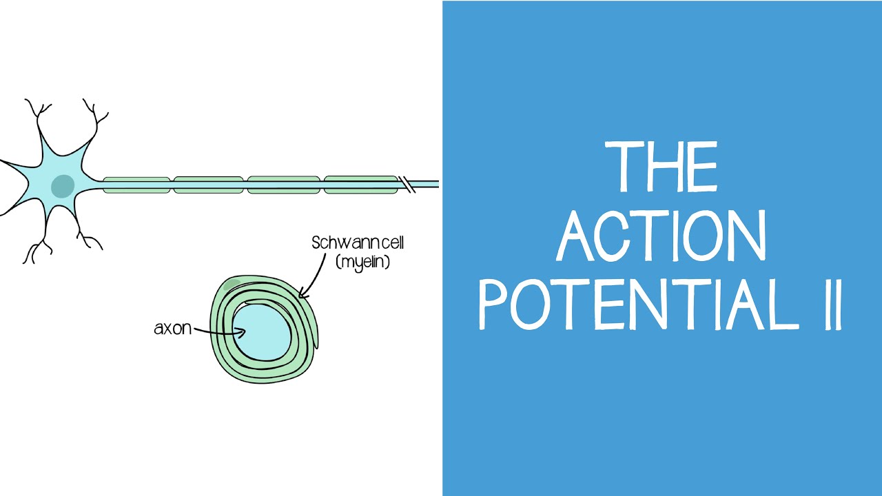 1.4 Cellular: The Action Potential II