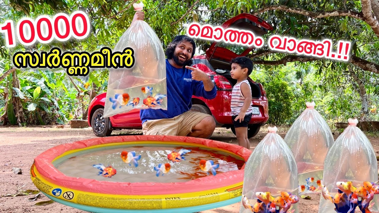 💥കുഞ്ഞനെ ഞെട്ടിച്ചു. .!!🤩നമ്മുടെ കുളത്തിൽ സ്വർണ്ണ മീനുകൾ ഇട്ട് നിറച്ചു..!!