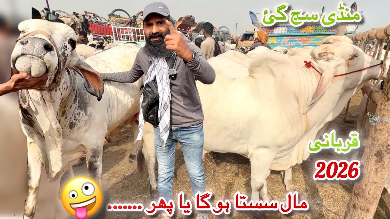 Karachi Cow Mandi Bhains Colony Latest Rates Update 08 April 2026 || Qurbani Season 2026 