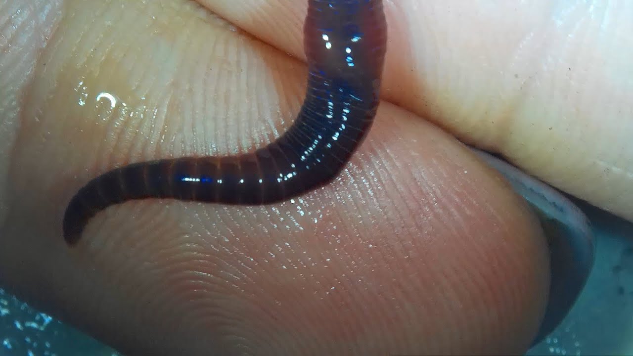 BLUE WORM CLEW- MICROSCOPE SERIES