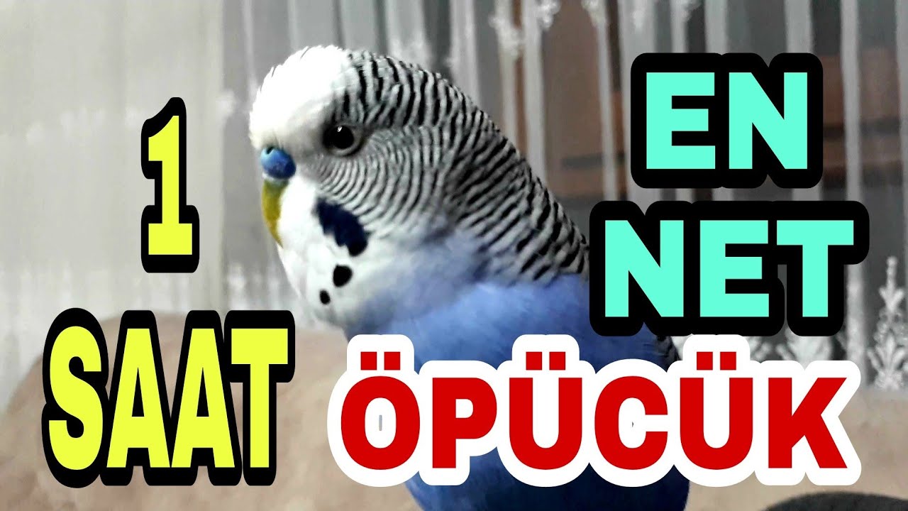@cicikusmavis5575 1 saat öpücük eğitimi #öpücükmuhabbetkuşu #aşkımmuhabbetkuşu #cicikuş #babacik