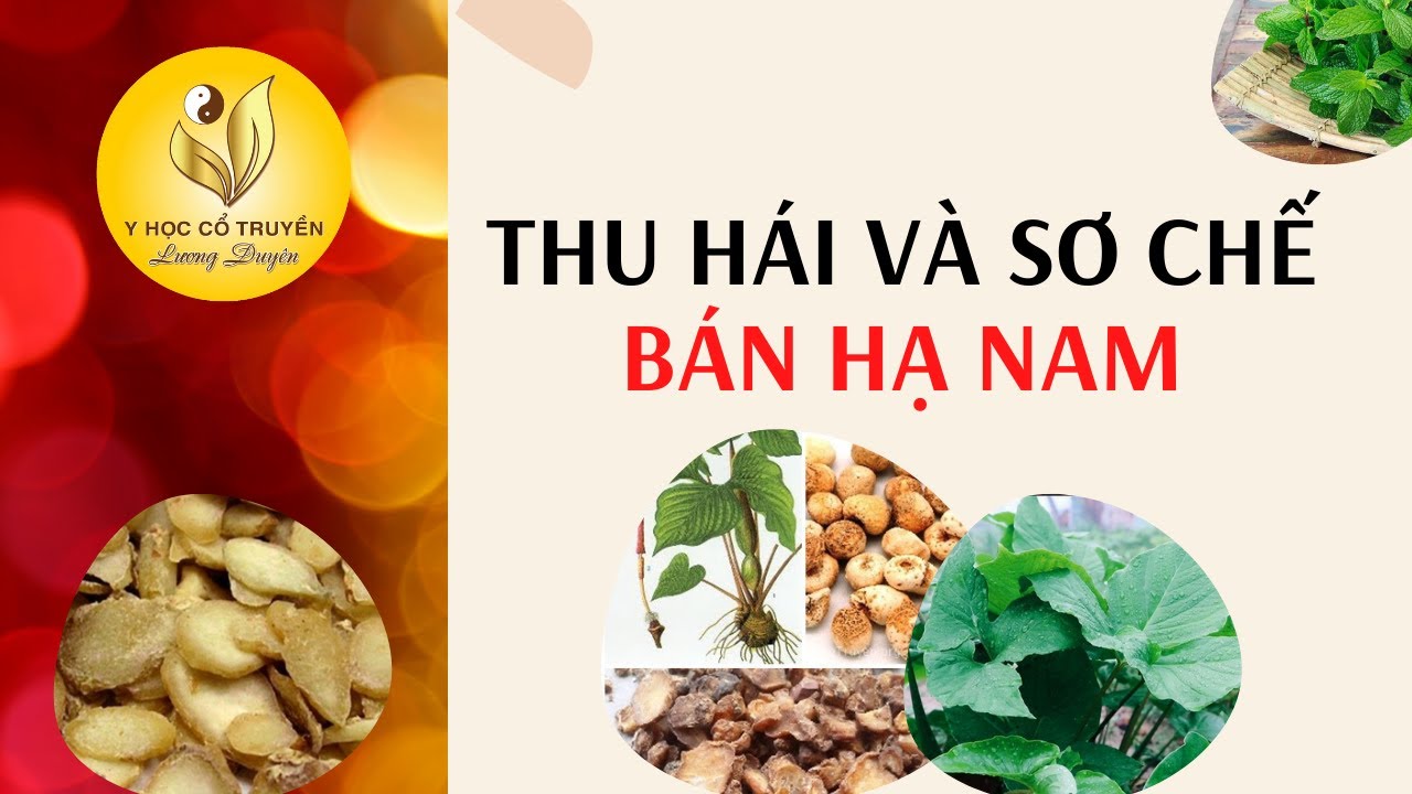 C&aacute;ch Thu H&aacute;i v&agrave; Sơ Chế B&aacute;n Hạ Nam
