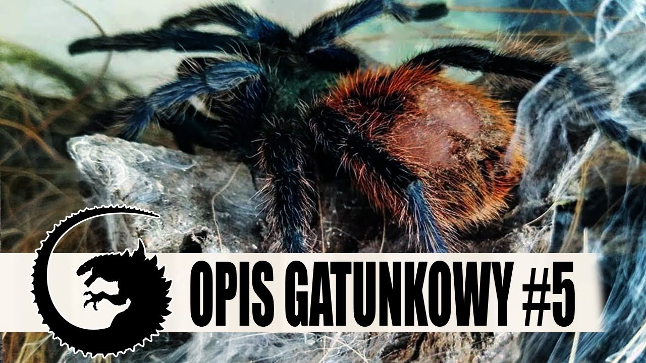 OPIS GATUNKOWY #5: Pocziwa chromka czyli Chromatopelma cyaneopubescens