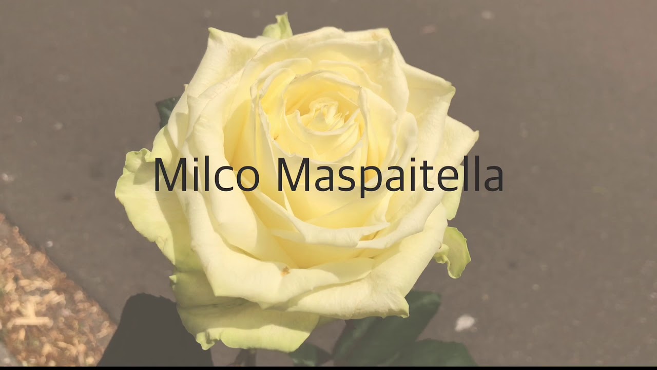 Afscheid Milco