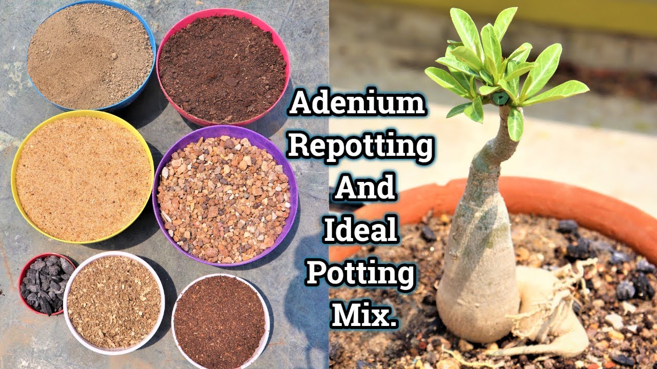 How to make ideal potting mix for Adenium || Desert Rose || How to repotting Adenium plant