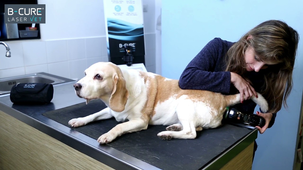 B-Cure Laser Vet Treatment Guide:  Anal Sacs / Glands