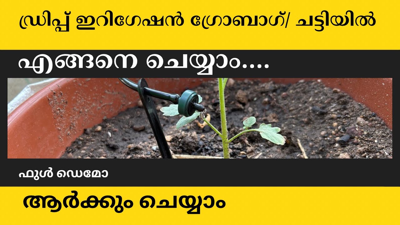 ഇത്  ഇത്ര എളുപ്പം ആണോ|💧 Drip irrigation/തുള്ളി നനാ | എങ്ങനെ ചെയ്യാം|#കൃഷി #agriculture#growbag