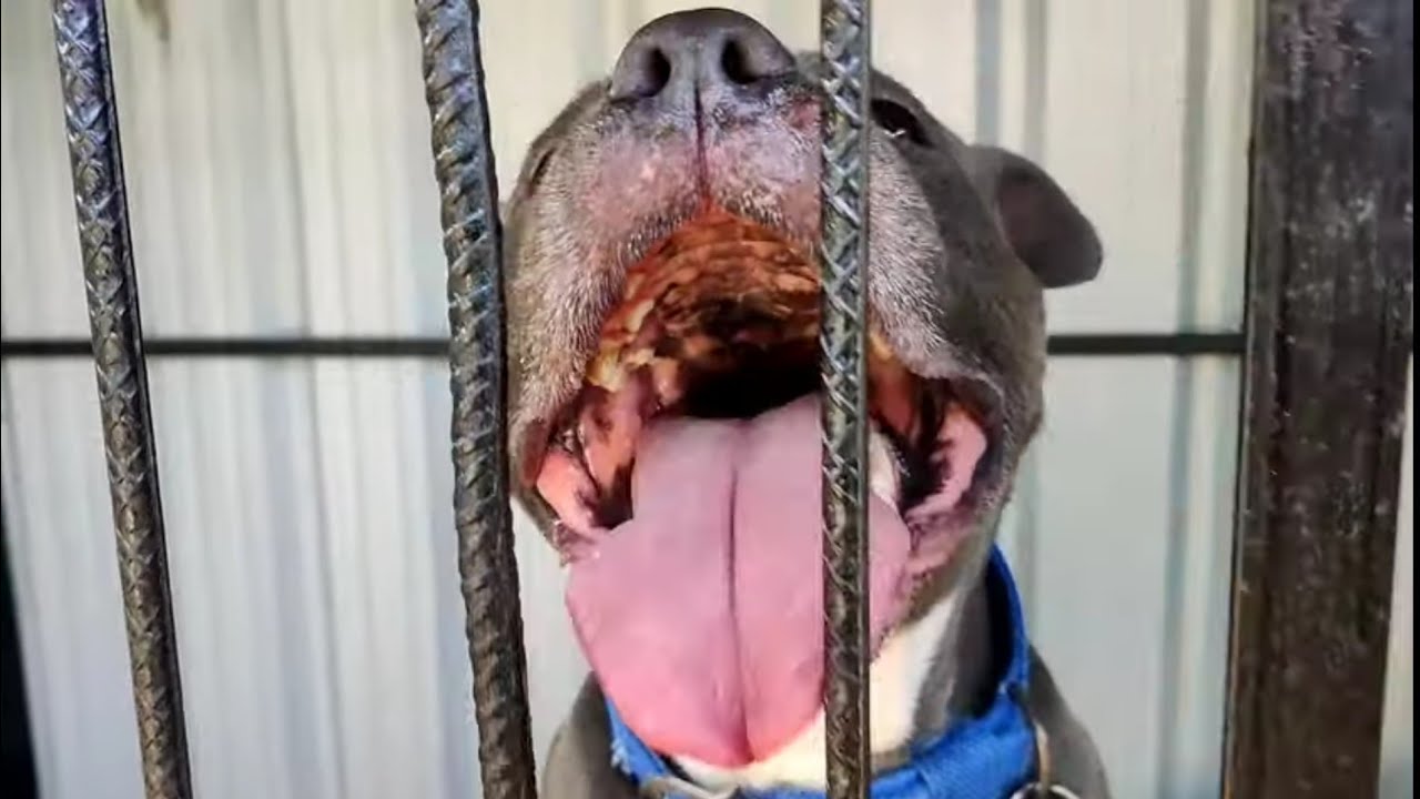 Pitbull Sathiba nemthahanbagi video