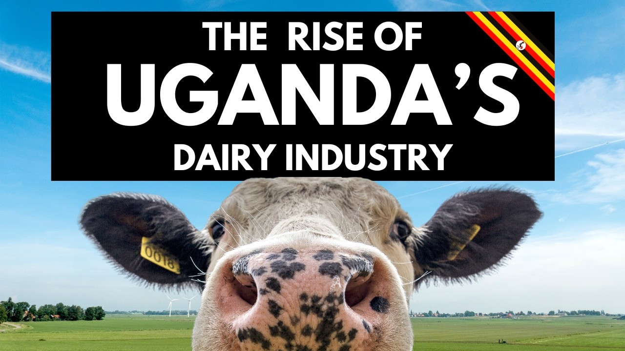 🇺🇬 Uganda's Dairy Industry has big plans