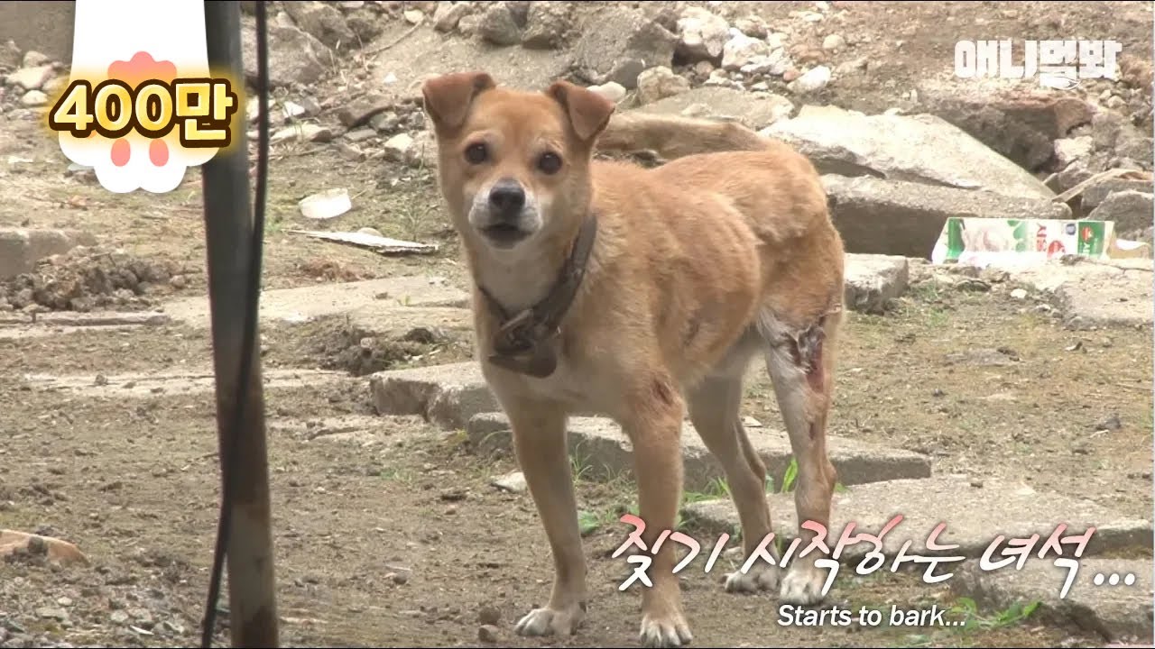 Сострадал нацию. Это история Ддола.