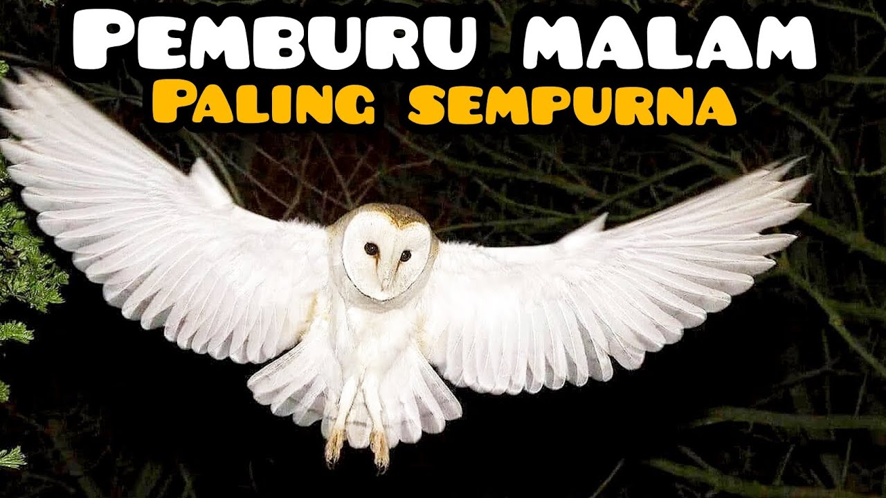 Fakta Burung Hantu Yang Tidak Pernah Di Ceritakan — predator malam hari