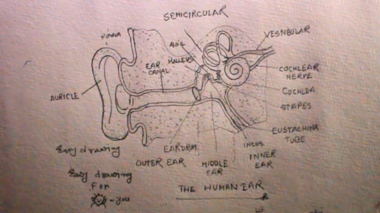 how to draw human ear step by step/Human ear drawing