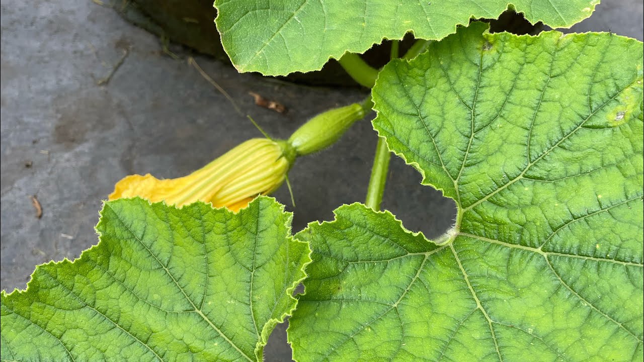 November garden tour -Melbourne Spring Veggie and flowers