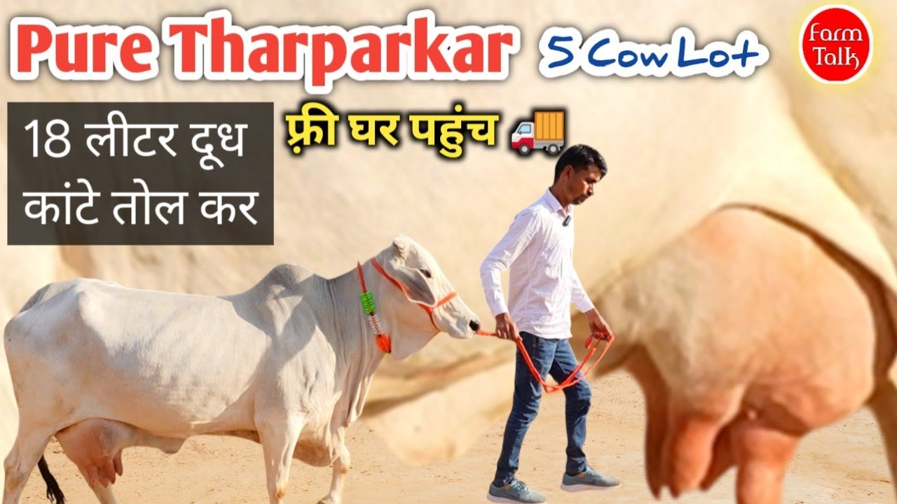 1 रुपया भी मत डालो फ़्री ट्रांसपोर्ट 18 लीटर दूध थारपारकर साहीवाल 👉 दुर्लभ काली कपिला Farm Talk 