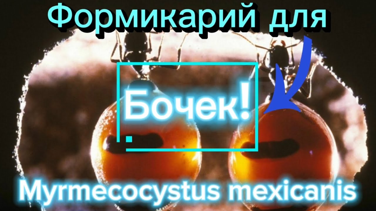 Самодельный формикарий для муравьев-бочек! Myrmecocystus mexicanus