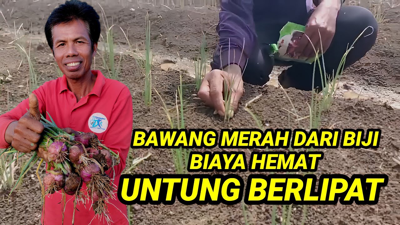 BIAYA HEMAT UNTUNG BERLIPAT