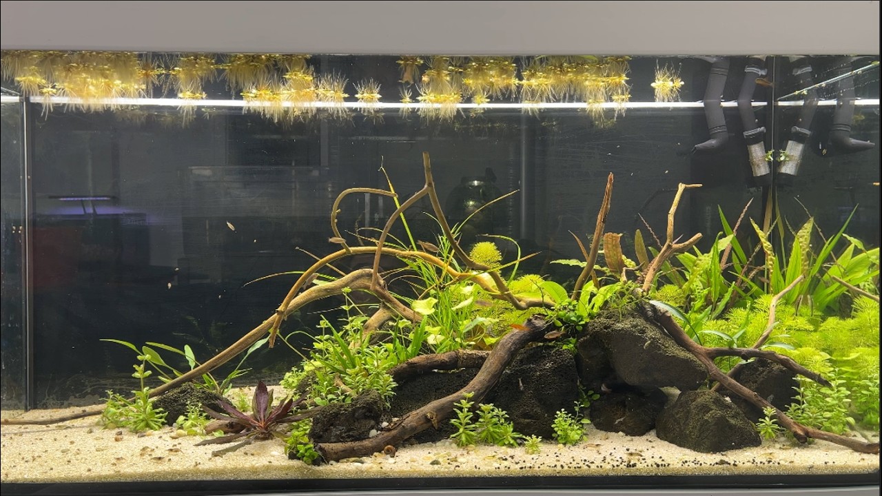 Einrichtung meines 180L Aquariums